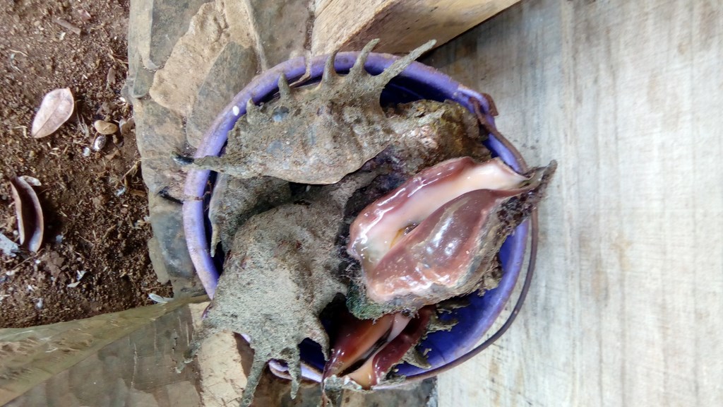 Coqillage B l'hermite