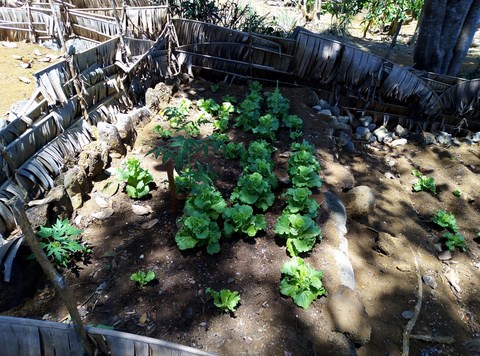 Jardin potager 5